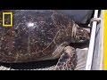 Morton Bay Ecosystem and Green Turtles