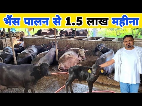 गाय + भैंस पालन से डेढ़ लाख महीना कमाई | Small dairy farm business