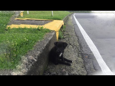 After Escaping the Bag, He Tried to Chase His Owner but Was Injured, Exhausted... Sat There Sobbing