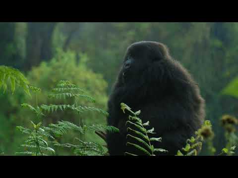 The One Health Program: Healthy Ecosystems for Sustainable Development