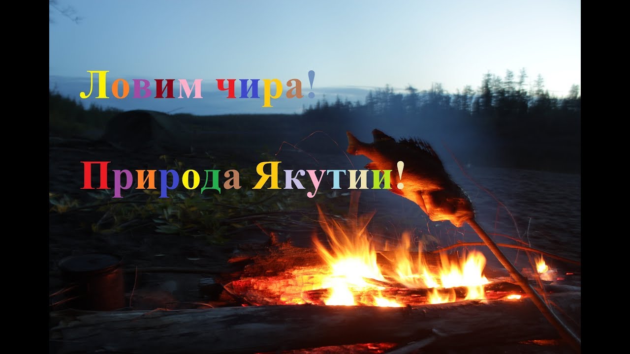 Ловим чира Тонкости посола Природа Якутии
