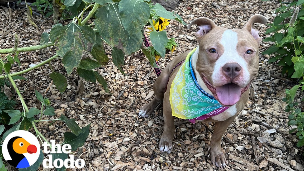 Woman Finds A Pittie Tied To A Fence In The Middle Of The Night