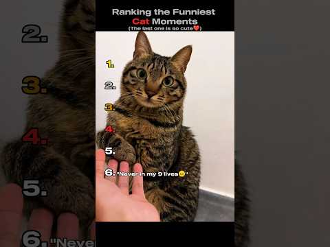Ranking the Funniest Cat Moments!🐱 (You Won't Believe No.1) #shorts