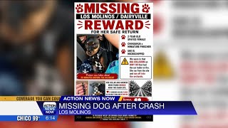 Dog missing after crash near Los Molinos on Highway 99