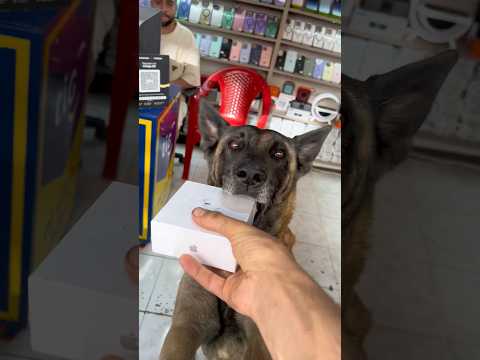‼️gu3rrita trabajando en los celulares #dog #perros #love #viral #pastorbelgamalinois