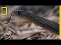Understanding King Cobras and Rat Snakes
