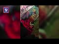 Download Video Lelaki Cabul Budak Direman Tujuh Hari 02 Download Video Lelaki Cabul Budak Direman Tujuh Hari 02