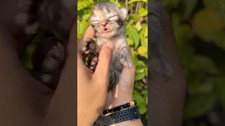 Finding a cute kitten makes my cat angry