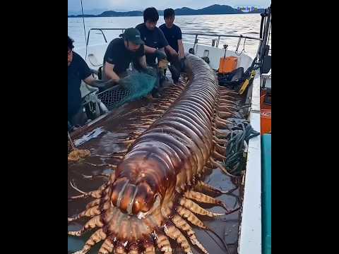 🦈 Why are deep sea creatures coming to the shores 🌊