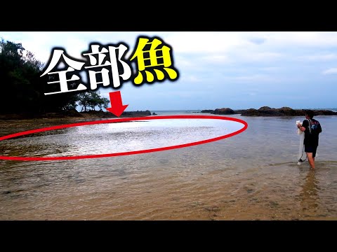 大逆転！魚群が出現しまくる海で大量捕獲を狙え！！【ミジュン投網 後編】