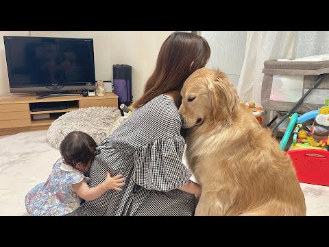 お留守番だとわかるとあからさまに悲しむゴールデンレトリバーとゴールデンレトリバーの真似をしようとする1歳児