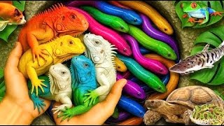 Saya mendapatkan ikan hias warna-warni dikolam kecil, kura-kura bayi, ikan mas, ikan platy, ikan...