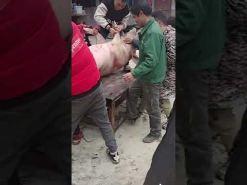 It’s a physical job to hold the New Year pig. It’s time to eat the New Year pig again. Authentic