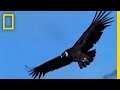 Andean Condors and Their Ecosystem