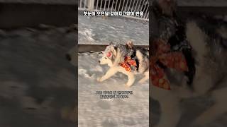 첫눈오는날 뚱땅이 부끄시끄반응