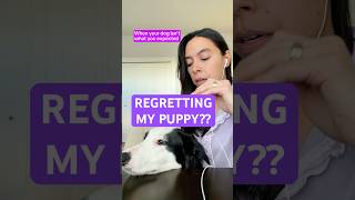 When puppy blues hit, reactive dog series 😭#dogtraining #puppybarking #dogmomyoutube