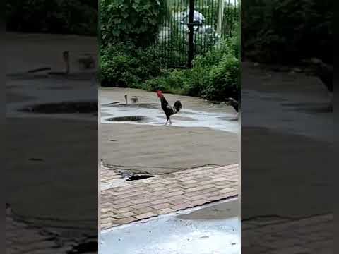 Mongoose,Cobra and Rooster