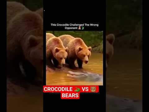 CROCODILE 🐊 BECOMES FOOD FOR BEAR AFTER TRYING TO ATTACK 😭💔♥️SUBSCRIBE♥️♥️#animals #wildlife #shorts