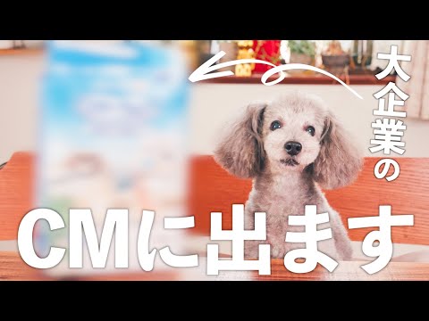 🐶あの大企業から愛犬にCMオファーがきました！【CM撮影に密着】