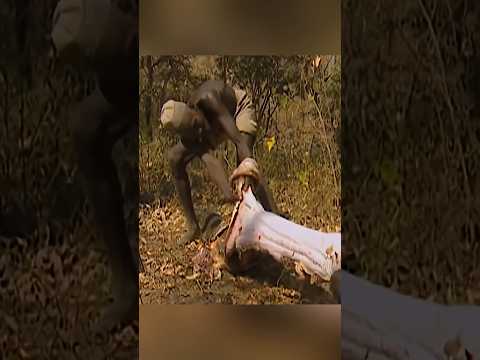 Python caught by using live human as bait #facts #animalfacts #wildlife