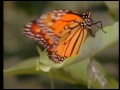 Animal Behavior: Instincts and Learning