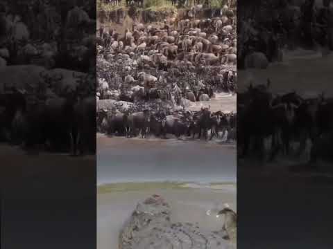 Buaya menyerang kawanan Bison yang sedang menyebrangi sungai #animals #shorts