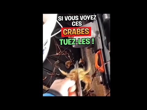 si vous voyez ces crabes, tuez les ! #faitssurprenants #wow