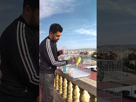Can budgies live outside of a cage? #trendingshorts #travel #trending #tiktok
