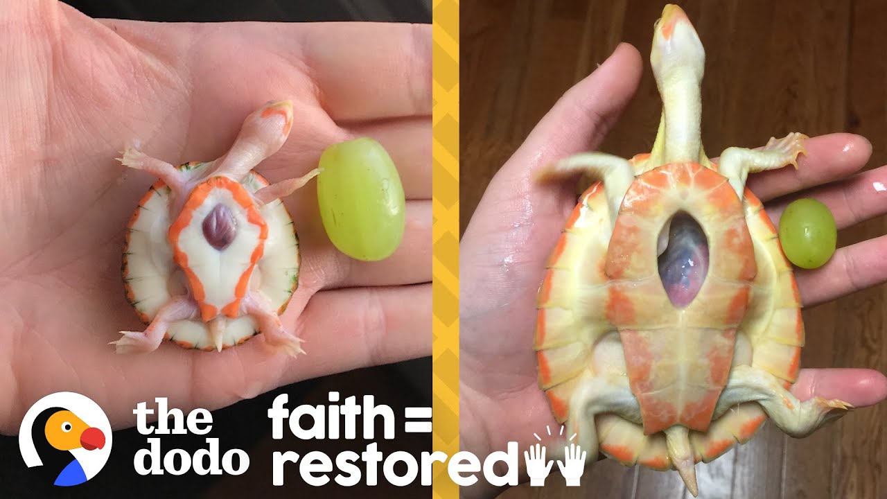 Exposed Heart Turtle Flaps Her Arms Whenever Her Dad Comes Near Her Tank Faith = Restored