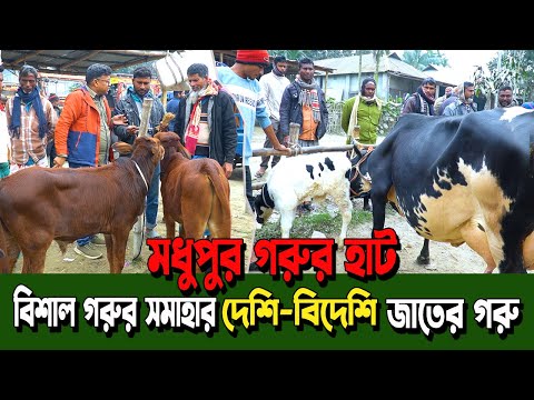 উত্তরবঙ্গের সেরা মধুপুর গরুর হাট | দেশি-বিদেশি গরুর বিশাল সমাহার | Rongpur Modhupur Hat Cow Price