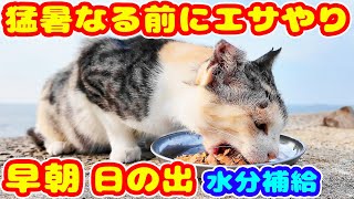 猛暑になる前に日の出とともに猫にご飯をあげると・・・ さくらねこへのエサやり チャトランの母 感動猫動画 癒され野良猫動画