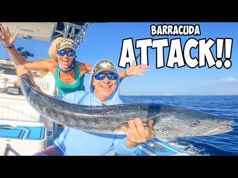 DANGER! This Fish Will BITE You! Florida Offshore Barracuda's & Snapper Fishing