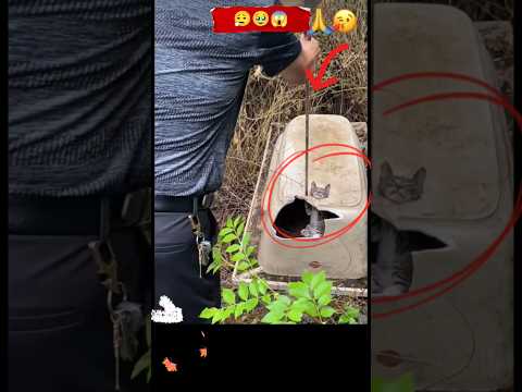 Oh! No Jesus, Cat head get Stuck , my Heart stopped. Save Her🫣🥺😥#youtubeshorts #kitten #viral #sad