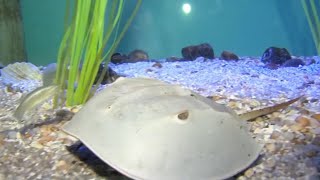 Scientists concerned about drop in population of horseshoe crabs in Long Island Sound