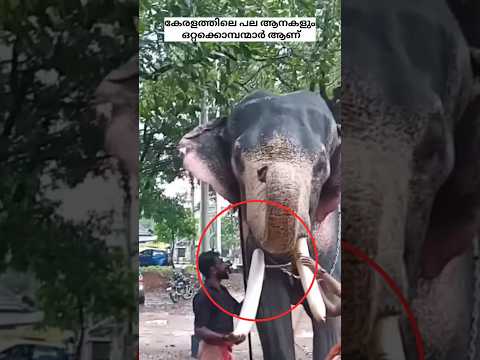 കുഞ്ചുവിന്റെ കൊമ്പിന്റെ രഹസ്യം 🐘📈 #shorts #trending #edit #edit #kunju