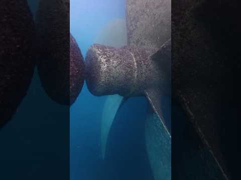 Deep sea cleaning that’s weirdly satisfying #funknowledge #funfacts #funny