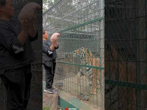 Hungry Tiger attack women ๐