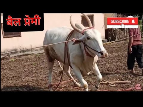 बैल प्रेमी , बैलाची नखे काढणे ❣️