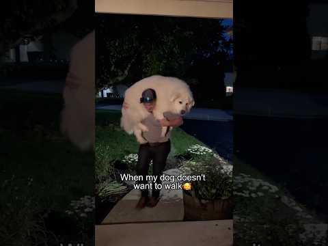 No matter the size, still my baby 🐶❤️ #foryou #funny #dog #love #bigdog #cute