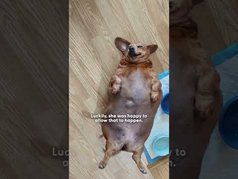 Massively Overfed Dachshund Gets A Second Chance At Life | The Dodo