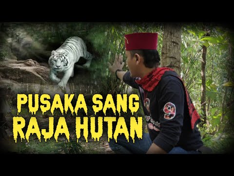 PENARIKAN PUSAKA..!!! SANG RAJA HUTAN