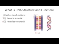 DNA Structure and Function Concepts