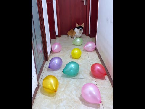Cute Puppies ?♥ super funny Corgi ♥ #shorts #2024