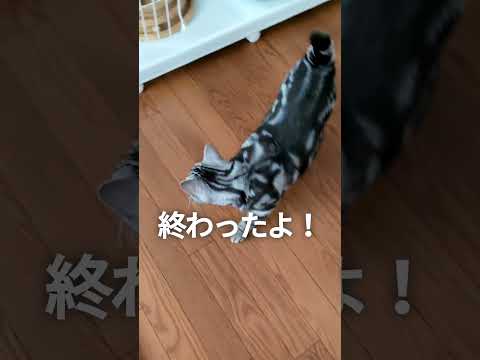 猫が喋った日本語　