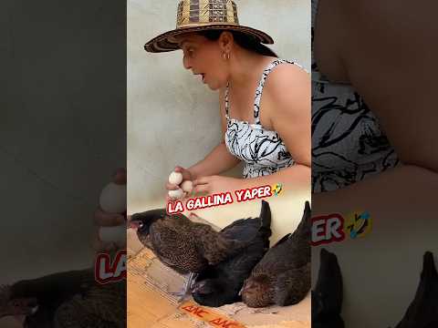¿Cuándo se descarta una gallina ponedora? 😂 #funny #loco #gracioso #gallina #gallos #huevo #viral