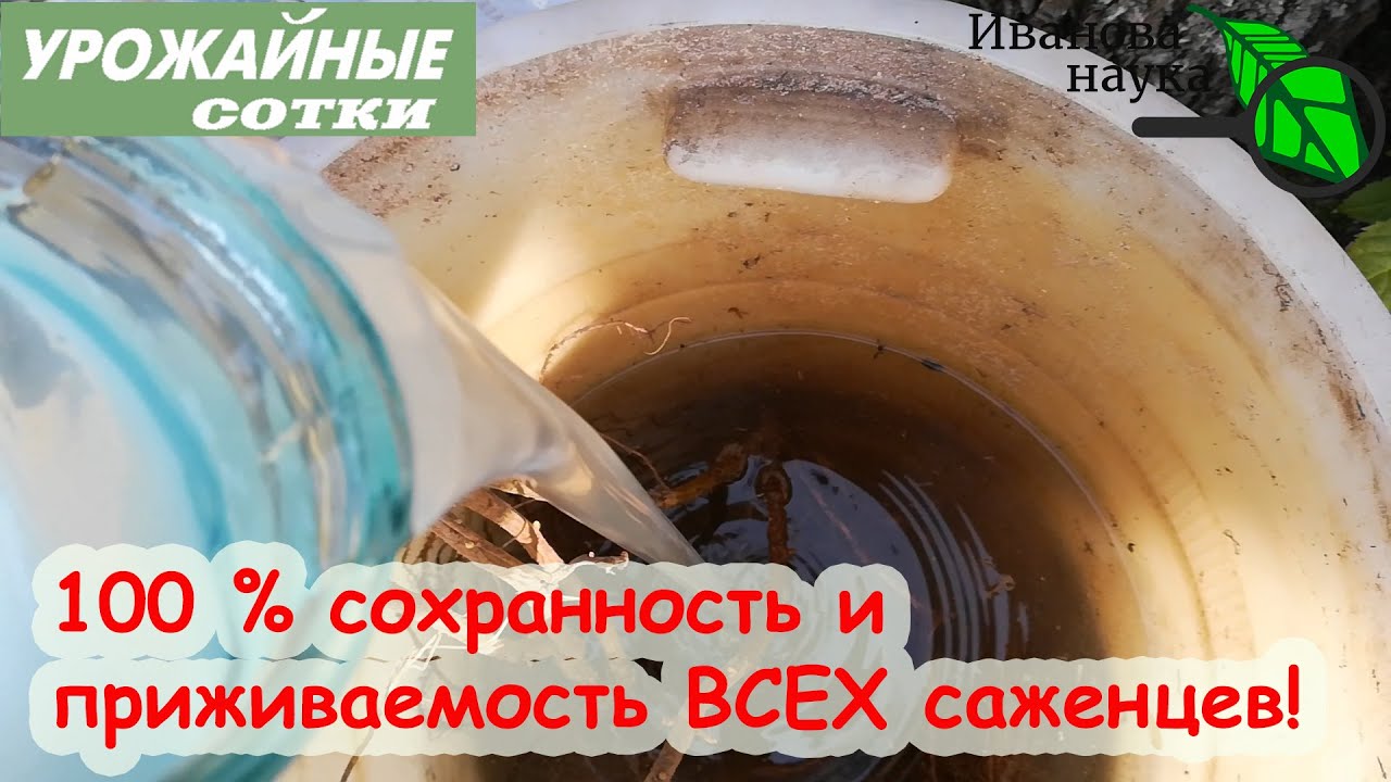 Биолог знает! Как сохранить саженцы любых растений до посадки и улучшить их приживаемость