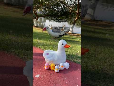 ESSA PATA TEVE FILHOTES !!