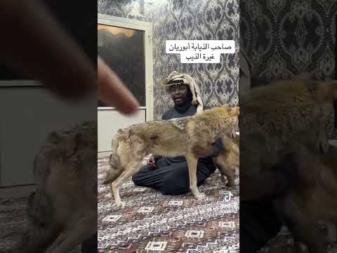 معلومات عن الذيب ⚔️