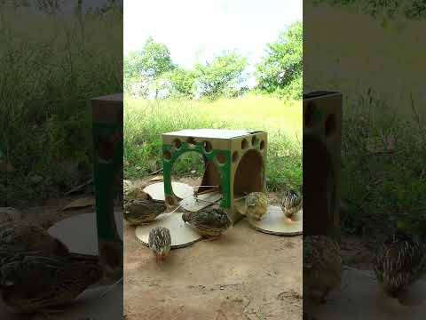 Quick and easy quail trap design # shorts #create #traps