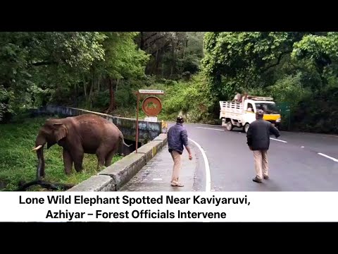 Lone Wild Elephant Spotted Near Kaviyaruvi, Azhiyar – Forest Officials Intervene.